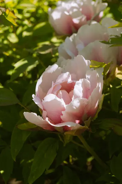 Bahçedeki güzel pembe güller