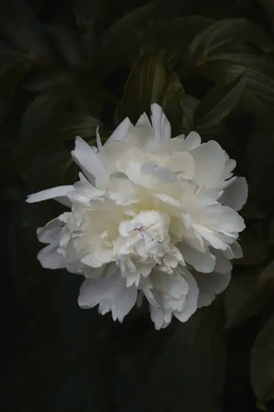 Bahçedeki güzel beyaz şakayık çiçekleri