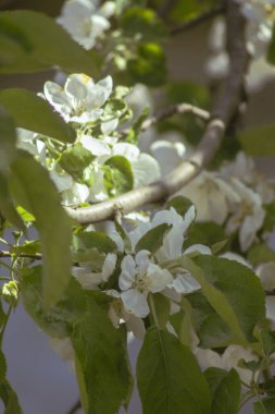 Elma çiçekleri, baharda beyaz çiçekler.