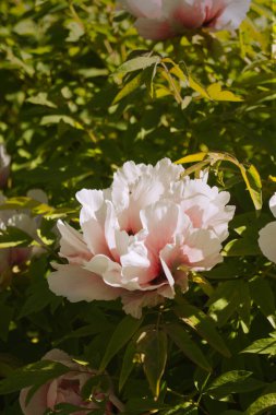 Bahçedeki güzel beyaz çiçekler