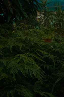 Bahçedeki bir ağacın yeşil yaprakları