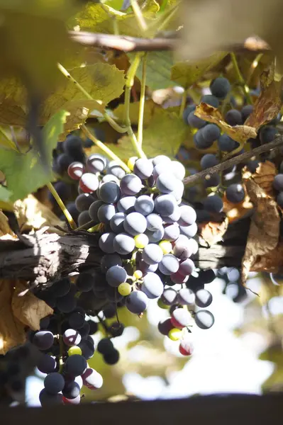 Bir bağ içinde kırmızı şarap üzüm