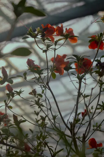 Bahçedeki kırmızı güller