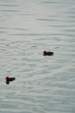 Suda yüzen güzel kırmızı ve beyaz bir ördeğin yakın plan fotoğrafı.