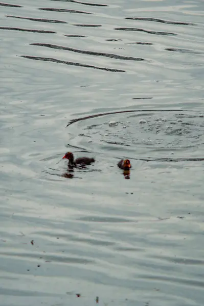 Sudaki sevimli bir kuşun yakın plan fotoğrafı.