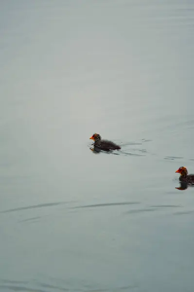 Bir çift yaban ördeği suda yüzüyor.