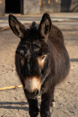 Siyah bir eşeğin, çevresindeki benzersiz özelliklerini vurgulayan büyüleyici bir yakın çekim.