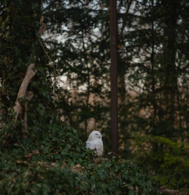 Karakteristik beyaz tüyleri ve koyu benekleri olan çarpıcı bir Karlı Baykuş önemli bir tahta kütüğün üzerinde sakince otururken yakalanır.