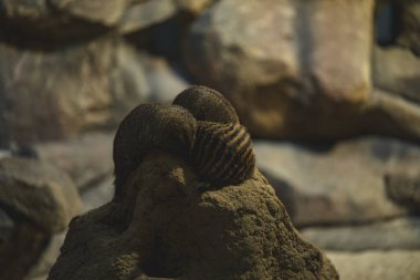 Çizgili sırtları olan kahverengi memeliler, desenli bir kayanın tepesinde birbirlerine sokulurlar. Bir hayvan diğerinin sırtında dinlenir, bir yakınlık duygusu taşır veya dinlenme paylaşımı yapar.