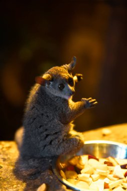 Küçük, tüylü, gri, büyük, koyu gözlü bir lemur rengarenk meyve ve sebzelerle dolu parlak metal bir kasenin yanında oturuyor.