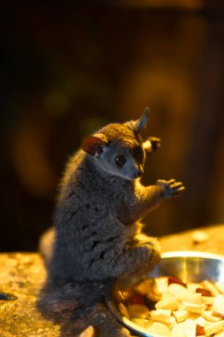 Küçük, tüylü, gri, büyük, koyu gözlü bir lemur rengarenk meyve ve sebzelerle dolu parlak metal bir kasenin yanında oturuyor..