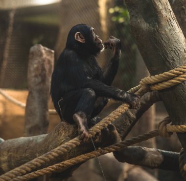 Bir şempanze düşünceli bir şekilde ipte oturur.