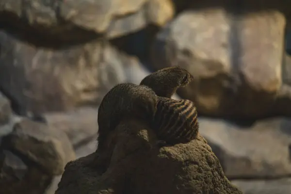 Çizgili sırtları olan kahverengi memeliler, desenli bir kayanın tepesinde birbirlerine sokulurlar. Bir hayvan diğerinin sırtında dinlenir, bir yakınlık duygusu taşır veya dinlenme paylaşımı yapar.