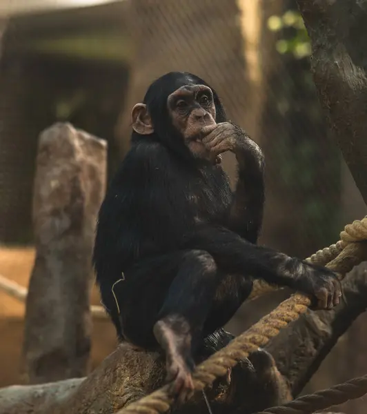 Bir şempanze düşünceli bir şekilde ipte oturur.
