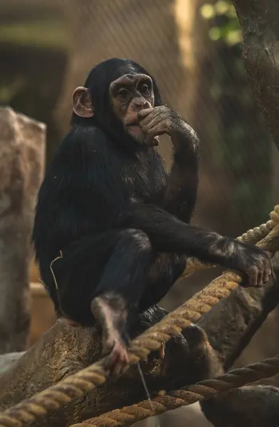 Bir şempanze düşünceli bir şekilde ipte oturur.
