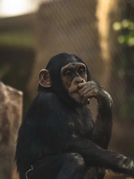 Bir şempanze düşünceli bir şekilde ipte oturur.