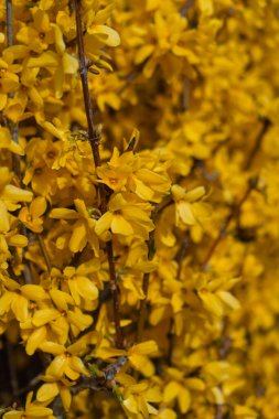 Canlı bir yakın plan, dalları yoğun bir şekilde parlak sarı Forsythia çiçekleri ile kaplar..