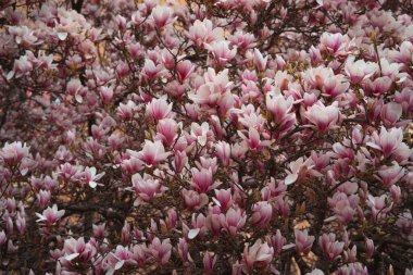 Yakından bakınca, geniş, pembe ve beyaz manolya çiçekleriyle kaplı bir ağacı ortaya çıkarıyor.