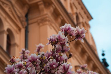 Çok sayıda hassas pembe ve beyaz manolya çiçekleri ön plandaki bir ağacın dallarını yoğun bir şekilde kaplayarak güzel bir ilkbahar manzarası oluşturur.