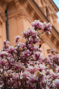 Sayısız hassas pembe ve beyaz manolya çiçekleri ön planda yoğun bir şekilde çiçek açarak yumuşak yaprakları ve karmaşık dokularıyla güzel bir ilkbahar manzarası yaratıyor.