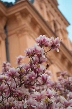 Sayısız hassas pembe ve beyaz manolya çiçekleri ön planda yoğun bir şekilde çiçek açarak yumuşak yaprakları ve karmaşık dokularıyla güzel bir ilkbahar manzarası yaratıyor.