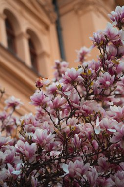 Sayısız hassas pembe ve beyaz manolya çiçekleri ön planda yoğun bir şekilde çiçek açarak yumuşak yaprakları ve karmaşık dokularıyla güzel bir ilkbahar manzarası yaratıyor.