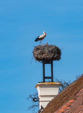 Yetişkin bir leylek, bacanın ya da yapısal platformun tepesine tünemiş büyük, dağınık bir yuvada duruyor ve yuvanın içinde daha küçük bir leylek var. Yuva dallardan ve dallardan yapılmıştır..