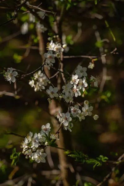 Yakından bakıldığında, küçük beyaz çiçeklerle kaplı bir ağacın dalını yakalıyor ve taze yeşil yapraklar çıkmaya başlıyor..