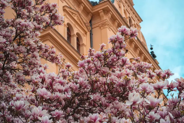 Yakından bakınca, geniş, pembe ve beyaz manolya çiçekleriyle kaplı bir ağacı ortaya çıkarıyor.