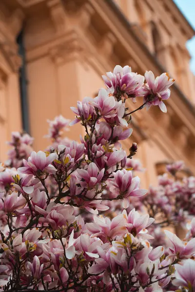 Sayısız hassas pembe ve beyaz manolya çiçekleri ön planda yoğun bir şekilde çiçek açarak yumuşak yaprakları ve karmaşık dokularıyla güzel bir ilkbahar manzarası yaratıyor.