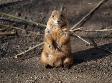 Arka ayakları üzerinde dik duran bir çayır köpeği, küçük ön pençeleri göğsüne yakın sıkışmış. Kürkü sıcak, açık kahverengidir. Gözlerinin ve göğsünün etrafında hafif koyu lekeler vardır. Yumuşak bir kontrast oluşturur. Çayır köpeği doğrudan ona bakıyor. 