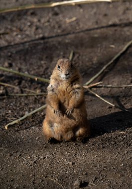 Arka ayakları üzerinde dik duran bir çayır köpeği, küçük ön pençeleri göğsüne yakın sıkışmış. Kürkü sıcak, açık kahverengidir. Gözlerinin ve göğsünün etrafında hafif koyu lekeler vardır. Yumuşak bir kontrast oluşturur. Çayır köpeği doğrudan ona bakıyor. 