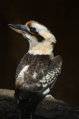Bir yalıçapkını, bir dala tünemiş bir şekilde ele geçirilir. Ayırt edici kafası açık renkli bir şapka, koyu renk bir göz çizgisi ve geniş, güçlü bir gagaya sahiptir.