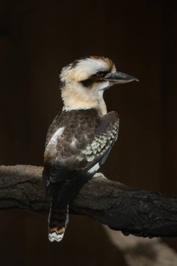 Bir yalıçapkını, bir dala tünemiş bir şekilde ele geçirilir. Ayırt edici kafası açık renkli bir şapka, koyu renk bir göz çizgisi ve geniş, güçlü bir gagaya sahiptir.