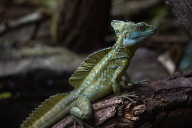 Vurucu yeşil ve mavi desenli bir kertenkele desenli kahverengi bir dala tünemiş.
