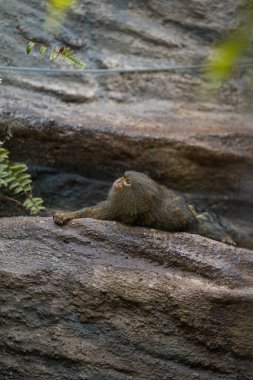 Ufacık bir pigme marmoset, dokulu bir kaya yüzeyine uzanmış, rahatlamış bir ifadeyle yukarıya bakıyor.