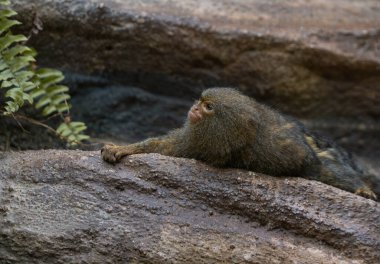Ufacık bir pigme marmoset, dokulu bir kaya yüzeyine uzanmış, rahatlamış bir ifadeyle yukarıya bakıyor.