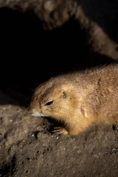 Yakın plan bir portre, bir çayır köpeğinin başı ve üst gövdesine odaklanır, profilden sola bakar. Kahverengi ve bronzlaşmış kürkü keskin detaylarla çizilmiş ve tek tek kılların dokusunu vurguluyor.