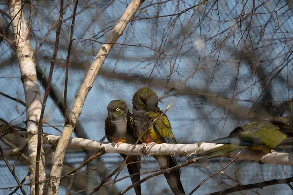 Yeşil, sarı ve gri tüylü küçük bir papağan grubu çıplak ağaç dalları üzerinde birbirine yakın durmaktadır. Arka plan daha fazla dalın bulanık bir karışımı ve açık mavi bir gökyüzü.