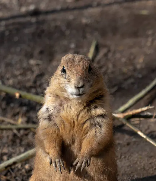 Yakın plan bir portre, poposunun üzerinde dik oturan bir çayır köpeğini, tetikte ve tuhaf bir ifadeyle doğrudan kameraya bakarken yakalar..
