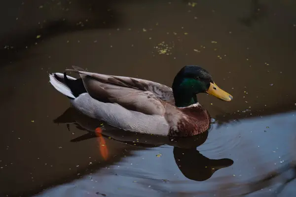 Erkek bir yaban ördeği gölün ya da gölün durgun yüzeyinde zarifçe süzülür.