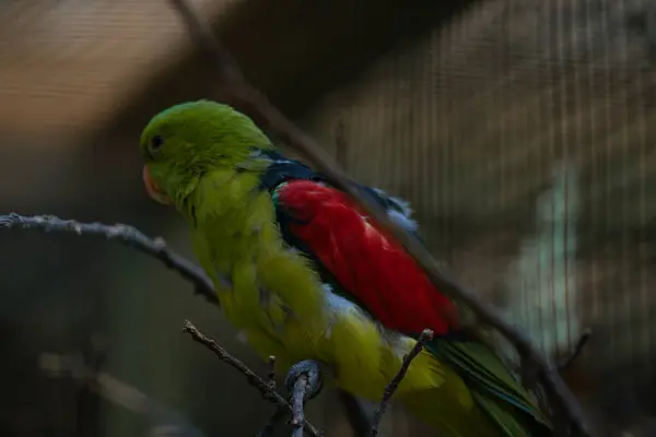 Parlak yeşil ve sarı tüylü canlı bir papağan bir dala tünemiş.