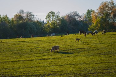 Bir sığır sürüsü öğleden sonra gökyüzünün altında yeşil bir çayırda yavaşça otluyor. Sayısız inek ve birkaç buzağı, bazıları açık kahverengi paltolu, diğerleri koyu ya da beyaz, otlakla meşgul olan yemyeşil tarlalara saçılmıştır. Llus.