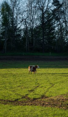 Parlak yeşil bir çayırda kahverengi ve beyaz bir ineğin durduğu sakin kırsal bir manzara, arka plan olarak karanlık bir orman. İnek merkezden biraz uzakta, sağa doğru bakıyor, küçük kahverengi bir buzağının yanında duruyor veya eğilimli görünüyor.