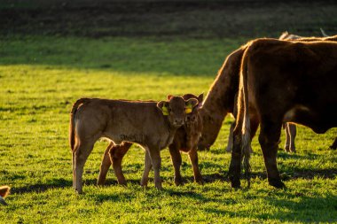 Güneşle sırılsıklam olmuş yeşil bir çayırda yan yana duran açık kahverengi iki buzağı. Yavrulardan biri doğrudan izleyiciye bakarken, diğeri kısmen gizlenmiş, arkasında yuvalanmış. Sağda, daha büyük, koyu kahverengi bir ineğin arkası görünür.