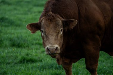 Güçlü, koyu kahverengi bir boğanın heybetli varlığı. Gözleri doğrudan izleyiciye çevrilmiş. Yüzünün belirgin bir burun halkası da dahil olmak üzere karmaşık ayrıntıları net bir şekilde odaklanarak ham güç ve yoğunluk hissi veriyor. Boğanın karısı olmalı.