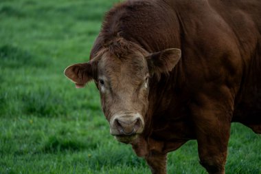 Güçlü, koyu kahverengi bir boğanın heybetli varlığı. Gözleri doğrudan izleyiciye çevrilmiş. Yüzünün belirgin bir burun halkası da dahil olmak üzere karmaşık ayrıntıları net bir şekilde odaklanarak ham güç ve yoğunluk hissi veriyor. Boğanın karısı olmalı.