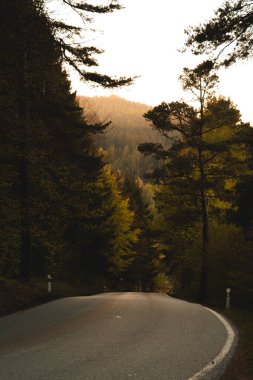 Yoğun bir ormanın içinden geçen dolambaçlı bir yol, uzaktaki güneşli bir dağa doğru gidiyor. Ön planda asfalt yolu çerçeveleyen koyu, uzun ağaçlar var. Bu yol yavaşça sağa doğru kıvrılıyor. Ağaçlar koyu yeşilden geçerek 
