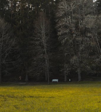 Karanlık, yoğun bir ormanın kenarına kurulmuş ıssız beyaz bir bank derin gölgelere karşı katıksız bir zıtlık sağlıyor. Ormanın önünde, bir kaç uzun, çıplak yaprak döken ağaç, solgun, karmaşık dalları ile belirgin bir şekilde duruyor,