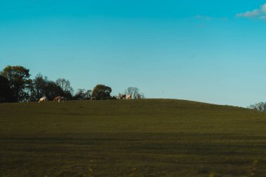 Sadece birkaç ince bulutla berrak, parlak mavi bir gökyüzünün altında yavaşça yuvarlanan yeşil bir tepe. Tepenin tepesinde birkaç inek ve muhtemelen koyun görünür bir şekilde otluyor ve şekilleri gökyüzüne karşı şekilleniyor. Ağaçların ve soluk ingilizcelerin olduğu uzak bir çizgi